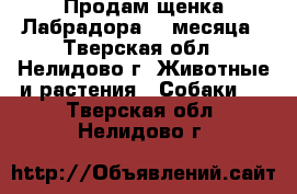 Продам щенка Лабрадора 3,5месяца - Тверская обл., Нелидово г. Животные и растения » Собаки   . Тверская обл.,Нелидово г.